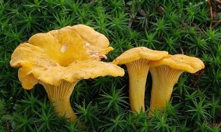 giza gorputzeko parasitoen aurkako chanterelle