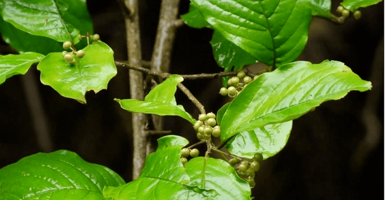 Vidanga belar ayurvedikoa - hesteetako parasitoen aurkako tresna indartsua