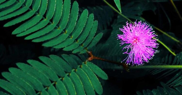 mimosa haziak Pudica-k parasitoak gorputzetik kentzen laguntzen du