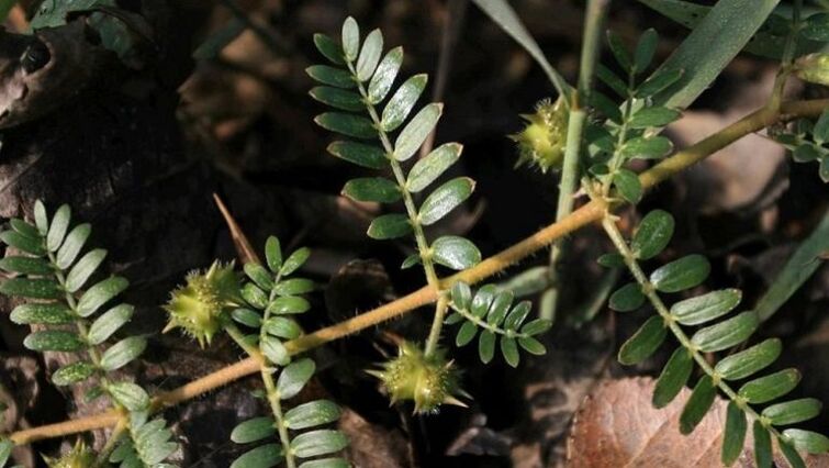 tribulusek parasitoak gorputzetik modu eraginkorrean kentzen laguntzen du