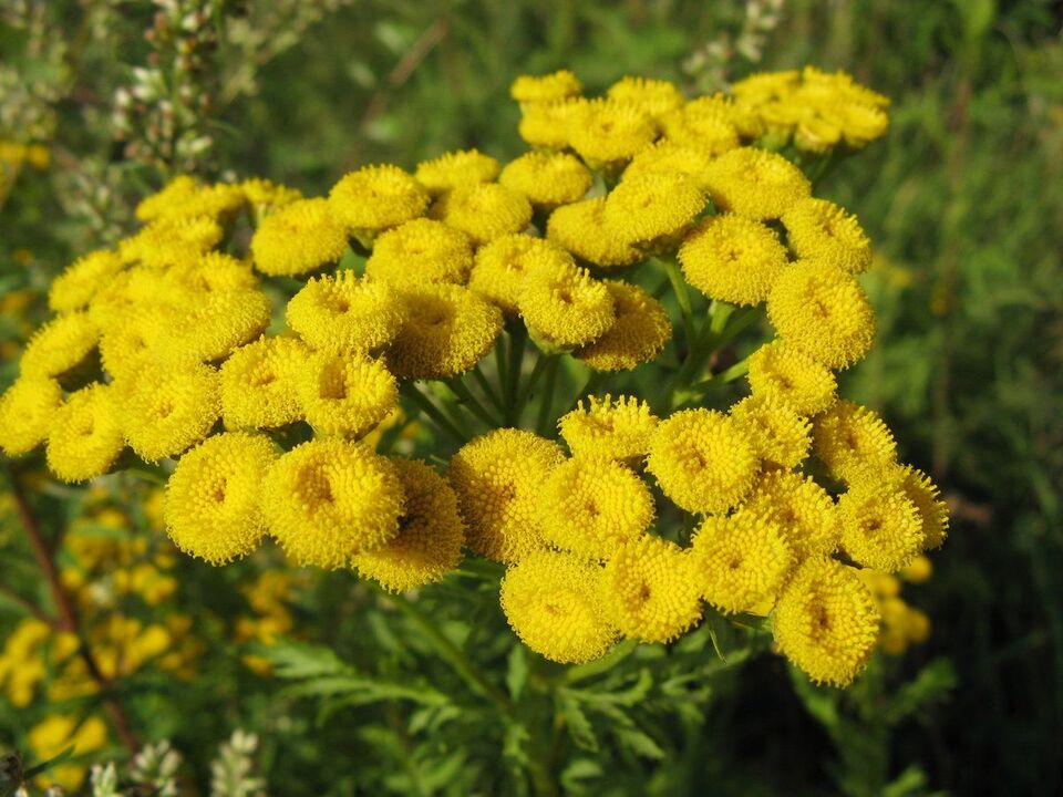 parasitoen aurkako tansy