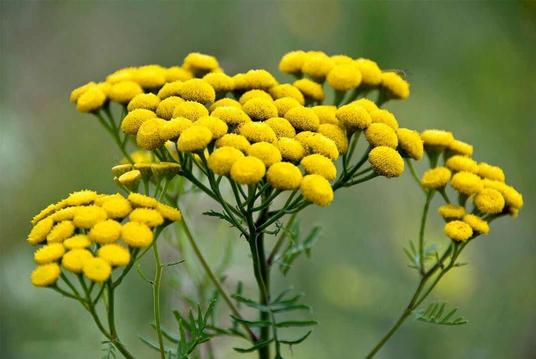 gorputzeko zizareen aurkako tansy