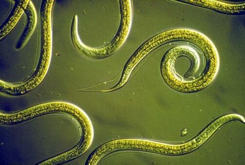 Parasito nematodo zizareak giza heste meharrean