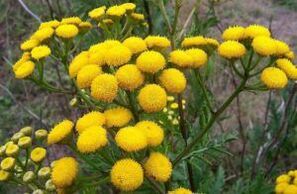 Tansy-tik