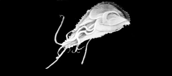 Parasito sinpleenak