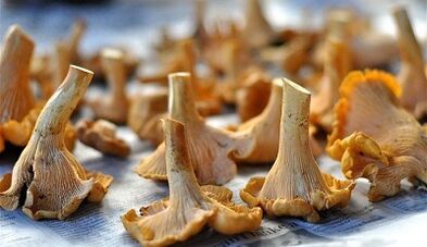 Chanterelles perretxikoak gorputzetik parasitoak kentzeko