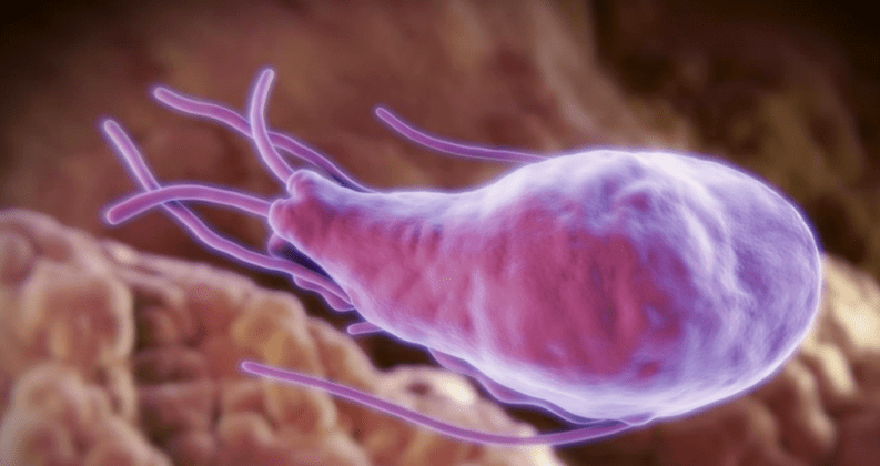 Alveokokok eta Echinococcus