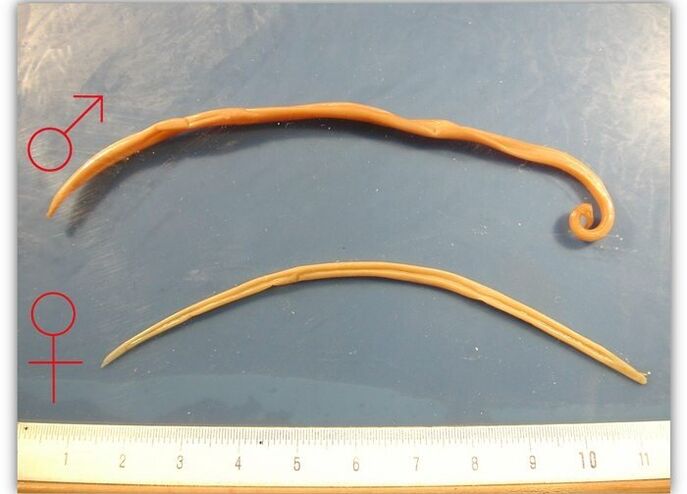 Roundworms tamaina - helduen arnas traktua infektatzen duten zizareak
